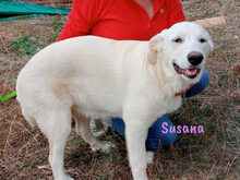 SUSANA, Hund, Mischlingshund in Spanien - Bild 9