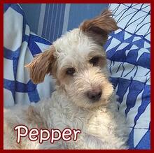 PEPPER, Hund, Mischlingshund in Castrop-Rauxel - Bild 1