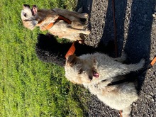 PEPPER, Hund, Mischlingshund in Castrop-Rauxel - Bild 7