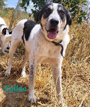 CALLAO, Hund, Mischlingshund in Spanien - Bild 1