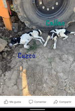 CALLAO, Hund, Mischlingshund in Spanien - Bild 10