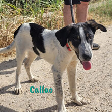 CALLAO, Hund, Mischlingshund in Spanien - Bild 12