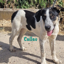 CALLAO, Hund, Mischlingshund in Spanien - Bild 13