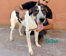 CALLAO, Hund, Mischlingshund in Spanien - Bild 2