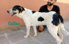 CALLAO, Hund, Mischlingshund in Spanien - Bild 3