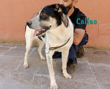 CALLAO, Hund, Mischlingshund in Spanien - Bild 4
