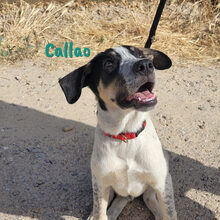 CALLAO, Hund, Mischlingshund in Spanien - Bild 5