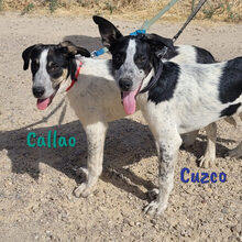 CALLAO, Hund, Mischlingshund in Spanien - Bild 6