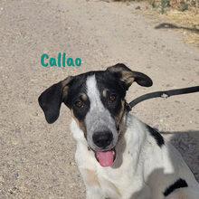 CALLAO, Hund, Mischlingshund in Spanien - Bild 7