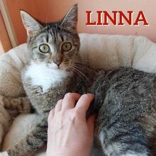 LINNA, Katze, Europäisch Kurzhaar in Bulgarien - Bild 4