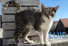 LUIS, Katze, Europäisch Kurzhaar in Bosnien und Herzegowina - Bild 1