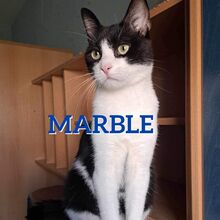 MARBLE, Katze, Europäisch Kurzhaar in Bulgarien - Bild 4