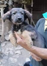 TIMMO, Hund, Mischlingshund in Bulgarien - Bild 3