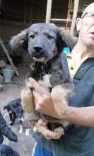 TIMMO, Hund, Mischlingshund in Bulgarien - Bild 4