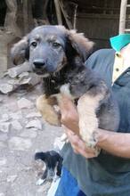 TIMMO, Hund, Mischlingshund in Bulgarien - Bild 6