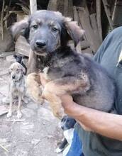 TIMMO, Hund, Mischlingshund in Bulgarien - Bild 8