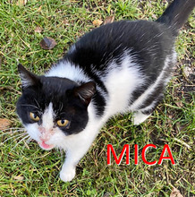 MICA, Katze, Europäisch Kurzhaar in Bosnien und Herzegowina - Bild 1