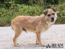LIONARD, Hund, Mischlingshund in Slowakische Republik - Bild 10
