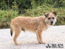LIONARD, Hund, Mischlingshund in Slowakische Republik - Bild 11