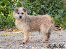 LIONARD, Hund, Mischlingshund in Slowakische Republik - Bild 14