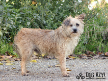LIONARD, Hund, Mischlingshund in Slowakische Republik - Bild 15