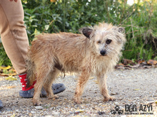 LIONARD, Hund, Mischlingshund in Slowakische Republik - Bild 19