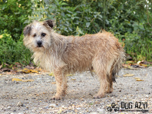 LIONARD, Hund, Mischlingshund in Slowakische Republik - Bild 23