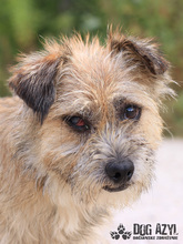 LIONARD, Hund, Mischlingshund in Slowakische Republik - Bild 3