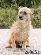 LIONARD, Hund, Mischlingshund in Slowakische Republik - Bild 4