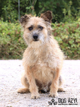 LIONARD, Hund, Mischlingshund in Slowakische Republik - Bild 5