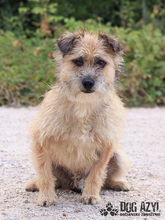 LIONARD, Hund, Mischlingshund in Slowakische Republik - Bild 7