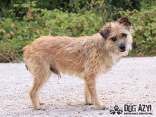 LIONARD, Hund, Mischlingshund in Slowakische Republik - Bild 9
