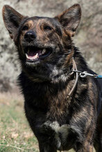 USHKA, Hund, Mischlingshund in Bulgarien - Bild 1