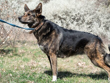 USHKA, Hund, Mischlingshund in Bulgarien - Bild 2