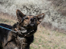 USHKA, Hund, Mischlingshund in Bulgarien - Bild 4