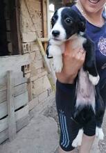 NATALIYA, Hund, Mischlingshund in Bulgarien - Bild 4
