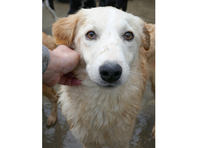 HANNO, Hund, Mischlingshund in Rumänien - Bild 1