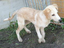 HANNO, Hund, Mischlingshund in Rumänien - Bild 10