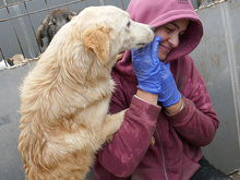 HANNO, Hund, Mischlingshund in Rumänien - Bild 3
