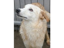 HANNO, Hund, Mischlingshund in Rumänien - Bild 4