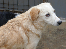 HANNO, Hund, Mischlingshund in Rumänien - Bild 5