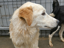 HANNO, Hund, Mischlingshund in Rumänien - Bild 6