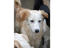 HANNO, Hund, Mischlingshund in Rumänien - Bild 7
