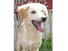 HANNO, Hund, Mischlingshund in Rumänien - Bild 8