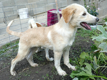 HANNO, Hund, Mischlingshund in Rumänien - Bild 9