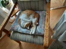 TALY, Katze, Europäisch Kurzhaar in Hohenschäftlarn - Bild 7