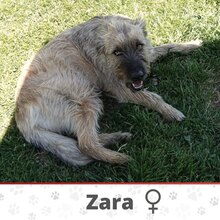 ZARA, Hund, Mischlingshund in Bulgarien