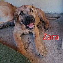 ZARA, Hund, Mischlingshund in Bulgarien - Bild 2