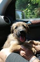 ZARA, Hund, Mischlingshund in Bulgarien - Bild 3
