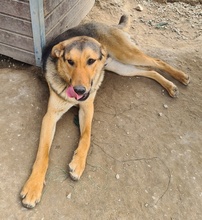 ARIS, Hund, Mischlingshund in Griechenland - Bild 1
